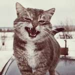 Kirill